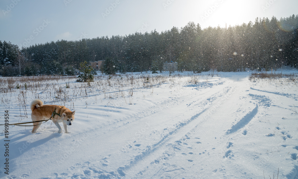 A landscape with walking japanese akita in the snowy field A landscape with walking japanese akita in the snowy field