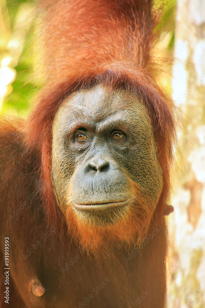 Portrait of a female Sumatran orangutan in Gunung Leuser National Park, Sumatra, Indonesia Portrait of a female Sumatran orangutan in Gunung Leuser National Park, Sumatra, Indonesia