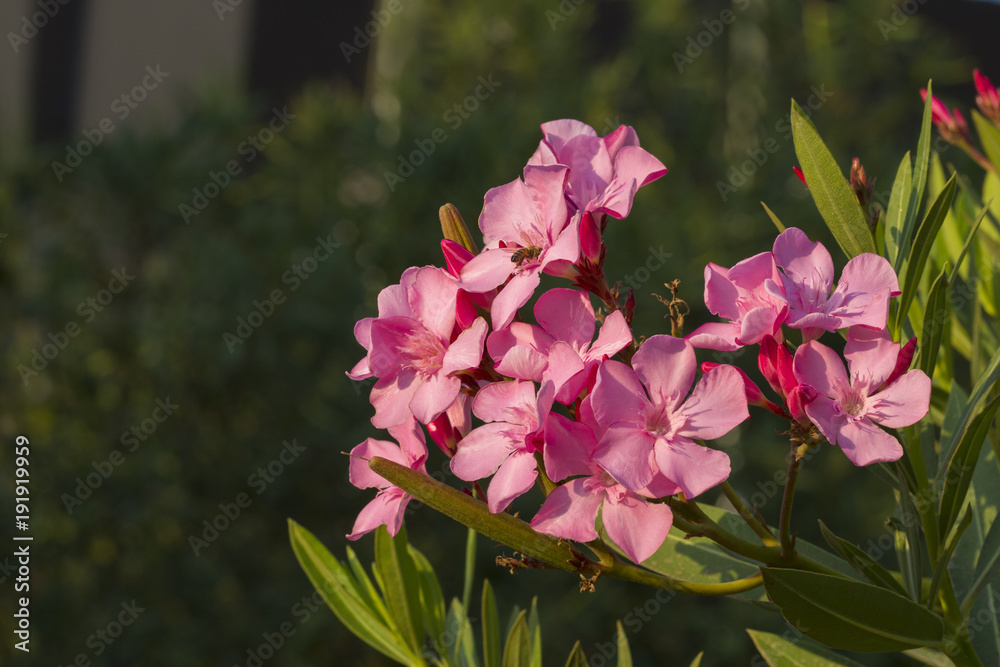 Foto Pink nerium oleander