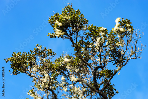 Smoketree or Cotinus against blue sky