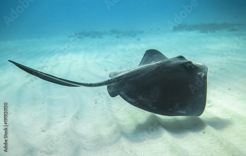 Tela An adult southern stingray (Dasyatis americana) swimming above a sandy ocean floor in the Caribbean Sea