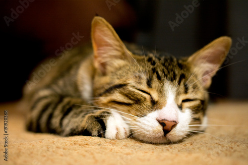 close up of cute sleeping cat, defocused, selective focus, blurred background © SecondSide