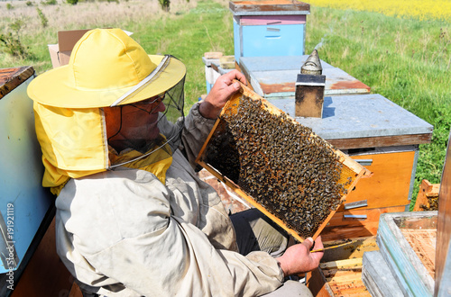 Beekeeper checking his hive frames covered with bees   