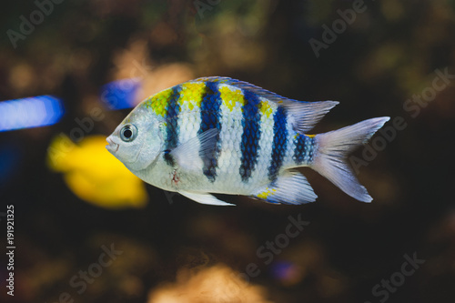 Aquarium fish - sergeant major or píntano. Abudefduf saxatilis.