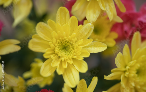 Close up photography of yellow Chrysanthemum flower among the bouquet