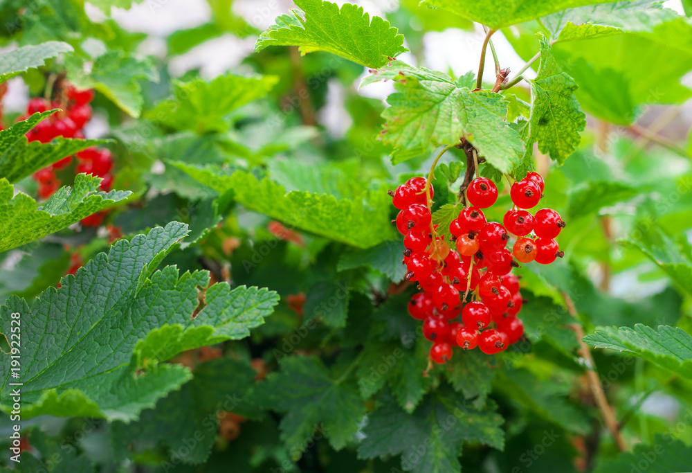 Red Currants Growing In The Garden, Summer Harvest Red Currants Growing In The Garden, Summer Harvest