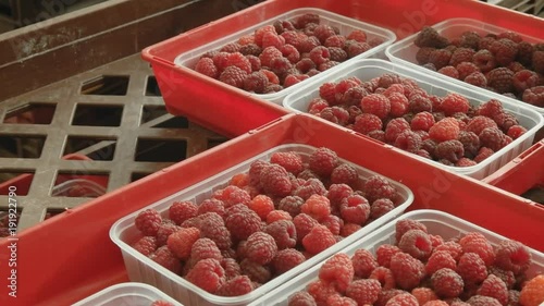 close up pan of raspberry punnets in a packing room at westerway in tasmania, australia photo