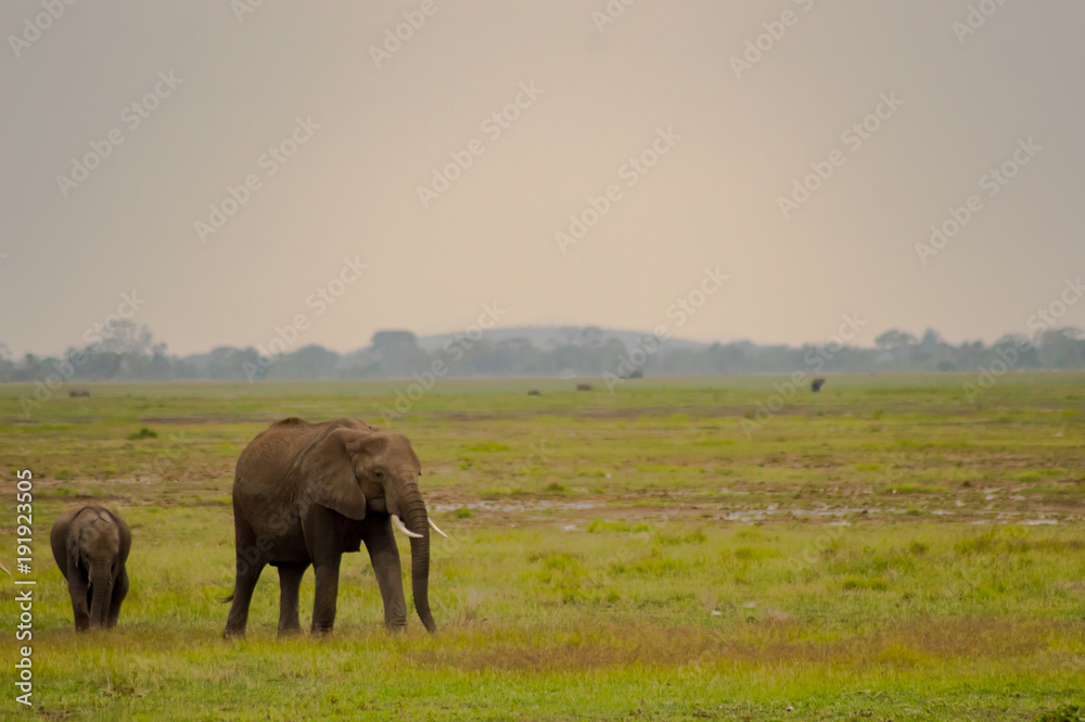 Elephant front view with his cub in the savannah of Amboseli Park in Kenya