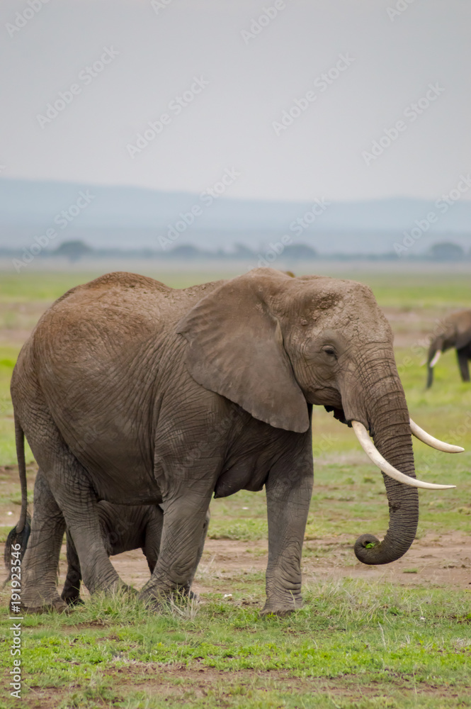 Fototapeta premium Elephant with ears forward in the savannah of Amboseli Park in Kenya