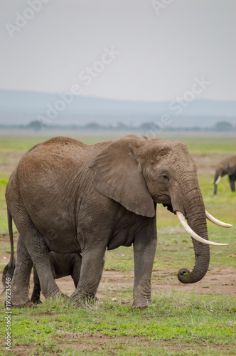 Elephant with ears forward in the savannah of Amboseli Park in Kenya