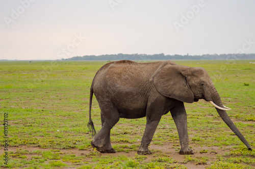 Huge elephant isolated on the trail in the savannah of Amboseli Park in Kenya
