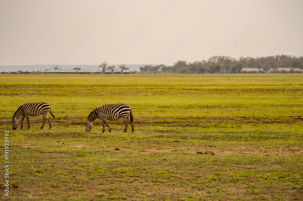 Fototapeta premium Several zebras grazing in the savannah of Amboseli Park in Kenya