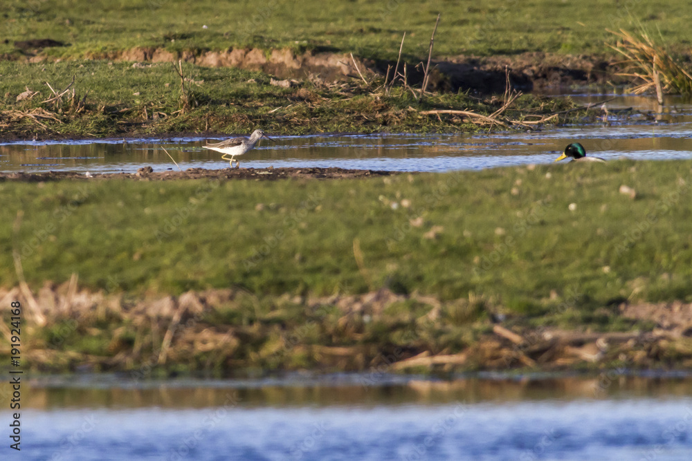 Bruchwasserläufer (Tringa glareola)