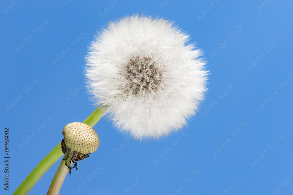 Obraz premium Pusteblume und Himmel blau im Hintergrund