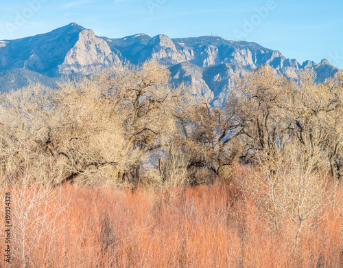 Sandia Mountains as seen from cottonwood forest along Rio Grande River north of Albuquerque, New Mexico