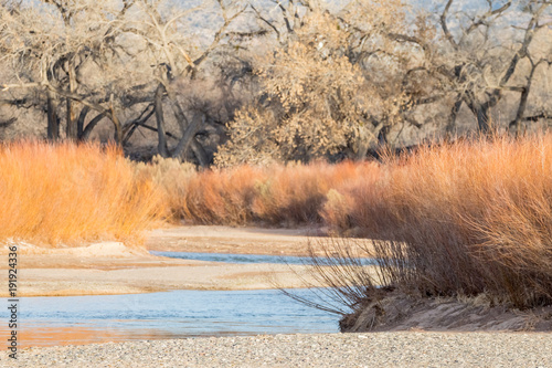 Rio Grande River in winter, north of Albuquerque, New Mexico, with coyote willows and cottonwood trees