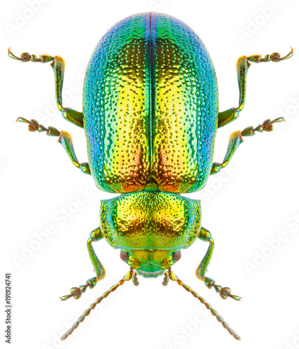 Foto Leaf beetle Chrysolina graminis isolated on white background, dorsal view of beetle