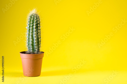 cactus plant on a plain color background with space to place your logo