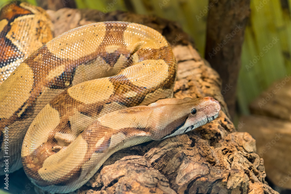 A poisonous snake is preparing to attack its prey. A poisonous snake is preparing to attack its prey.