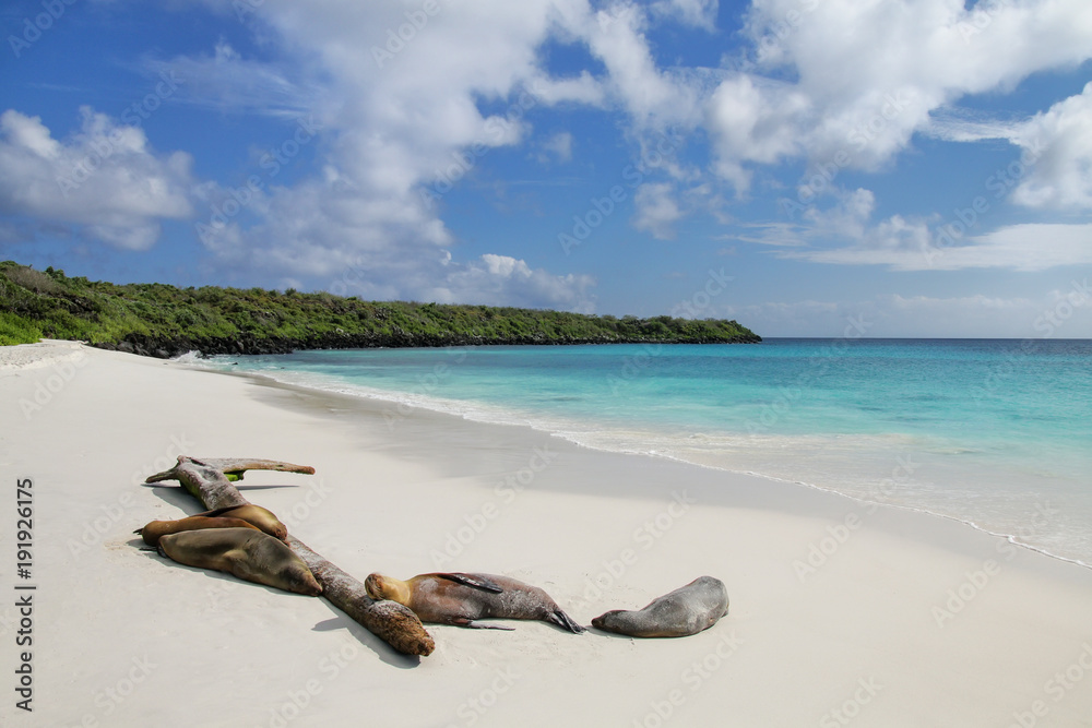 Fototapeta premium Grupa lwów morskich Galapagos odpoczynku na piaszczystej plaży w Gardner Bay, Espanola Island, Park Narodowy Galapagos, Ekwador