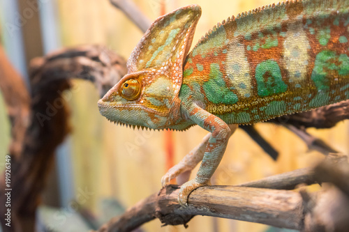 chameleon on branch