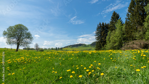 Yellow Dandelion meadows under clear blue sky and pine forest in Czech Republic