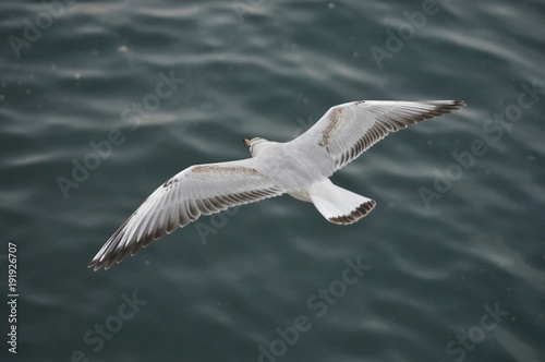 seagull © Bekir