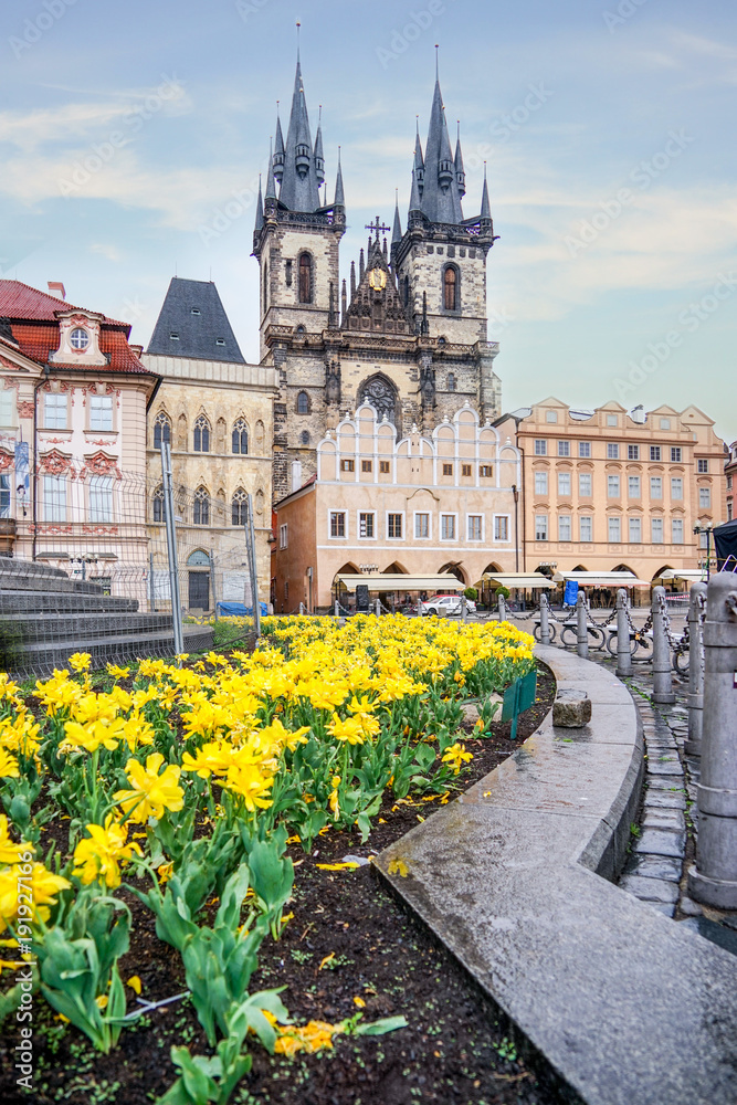 Fototapeta premium Tyn Church, Old square in the morning with yellow flowers in foreground