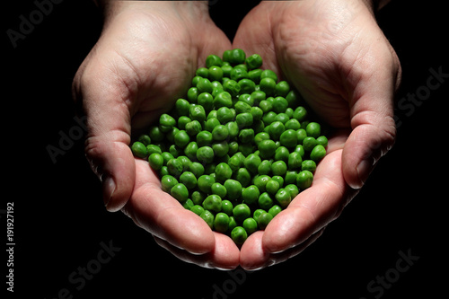 Closeup of Man Hand Holding Fresh . Ripe Green Pea. Healthy Life. Autumn .Spring .Harvest Concept.Over black background