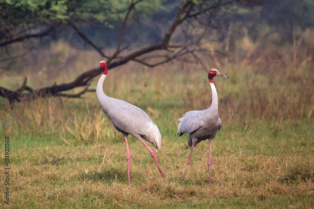 Obraz premium Sarus cranes (Grus antigone) in Keoladeo Ghana National Park, Bharatpur, Rajasthan, India