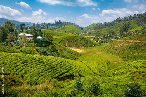 Tea plantation in up country near to Ella  Sri Lanka