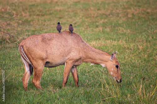 Female Nilgai with Brahminy mynas sitting on her in Keoladeo National Park, Bharatpur, India photo