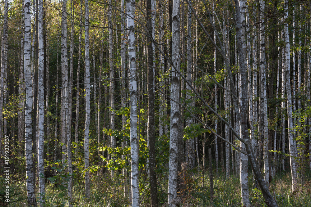Fototapeta Birch forest. Patterns and backgroun in nature.