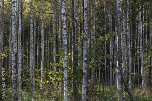 Fototapeta Naklejka Na Ścianę i Meble -  Birch forest. Patterns and backgroun in nature.
