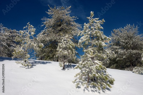 Pines Trees With Icicles In Etna Park, Sicily