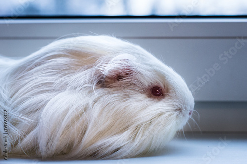 white guinea pig