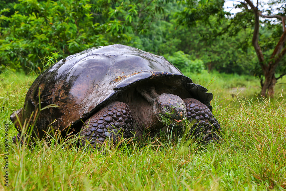 Obraz premium Galapagos giant tortoise on Santa Cruz Island in Galapagos National Park, Ecuador