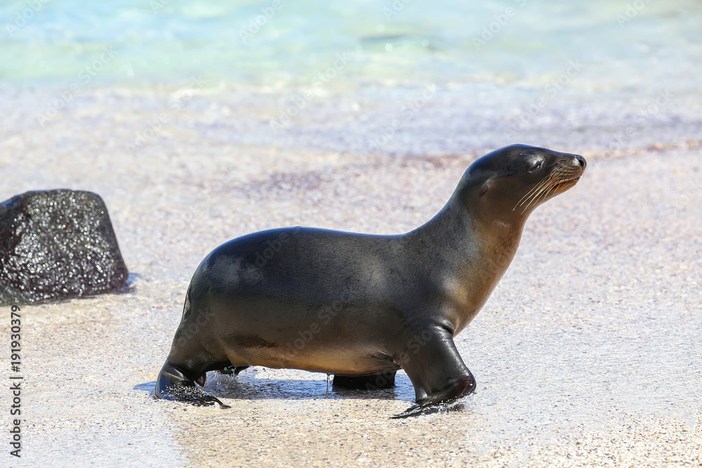 Obraz premium Galapagos sea lion at the beach on Espanola Island, Galapagos National park, Ecuador