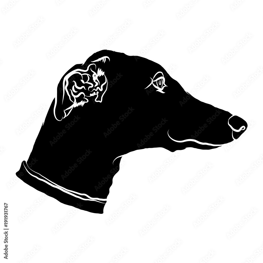 Silhouette of a muzzle of a greyhound. Dog’s logo. Vector illustartion