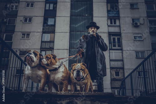 Fahionable man holding three English bulldogs,selective focus photo