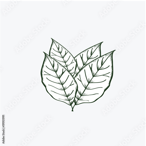 Leave tobacco Vector Template Design