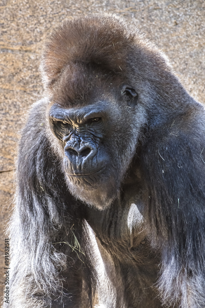 Authoritative Silverback Gorilla Authoritative Silverback Gorilla