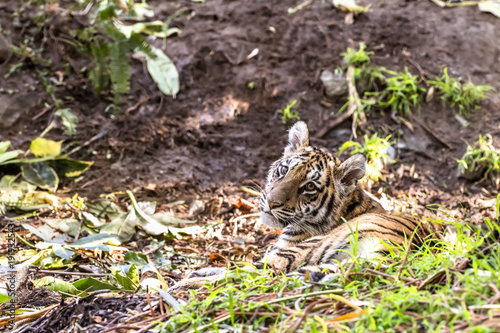 Authoritative Sumatran Tiger