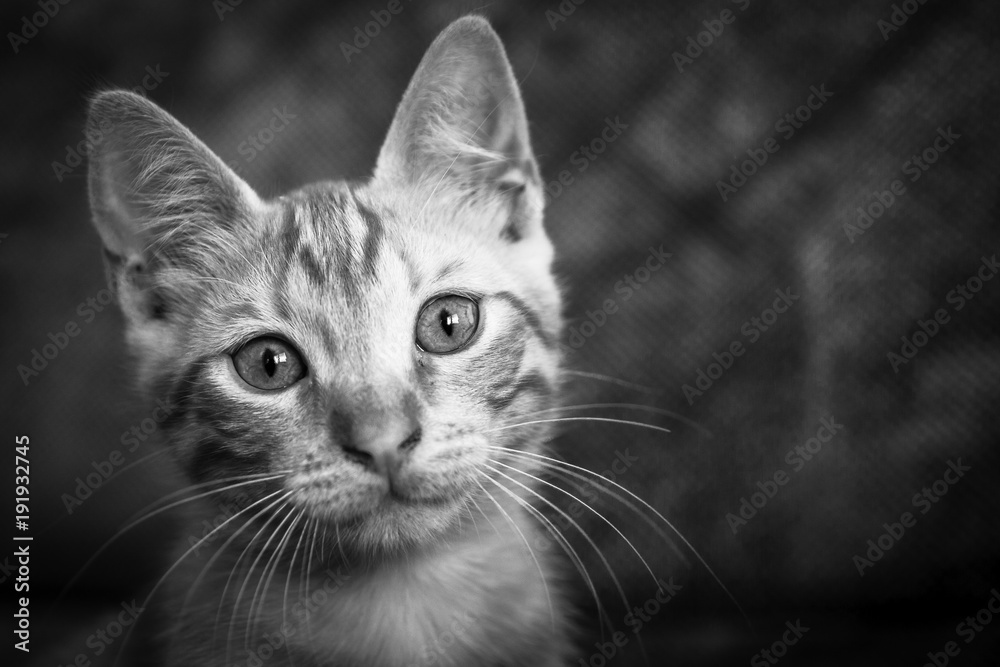 young cat with funny look. Black and white cat