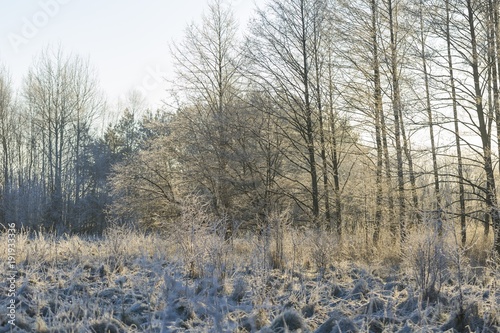 Winter morning with frosted plants