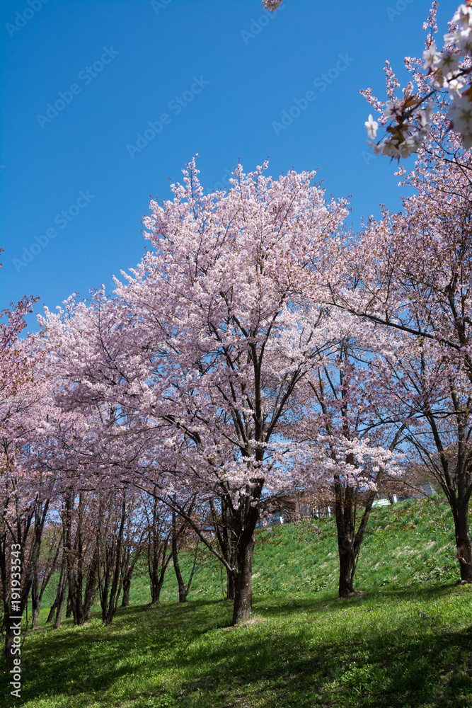 満開のサクラと青空