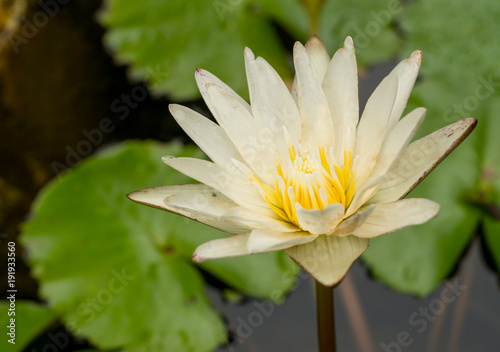 Single yellow Lotus in a Pond
