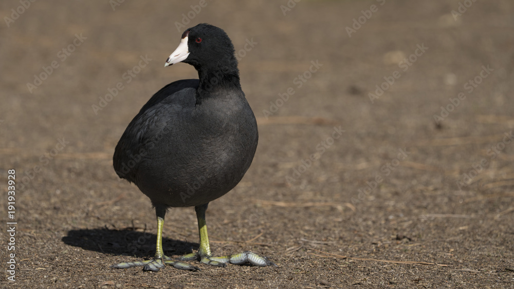 Obraz premium American Coot, Black Plump Bird, Yellow Feet, Long Toes