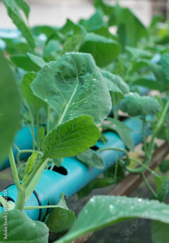 Photography Hydroponic farm of chinese hale