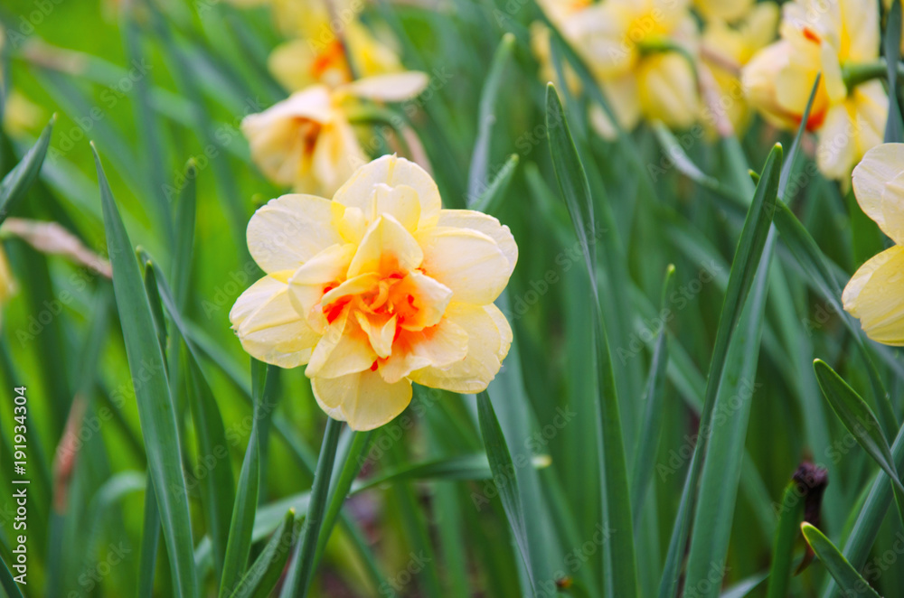 flowering double yellow daffodil flowering double yellow daffodil